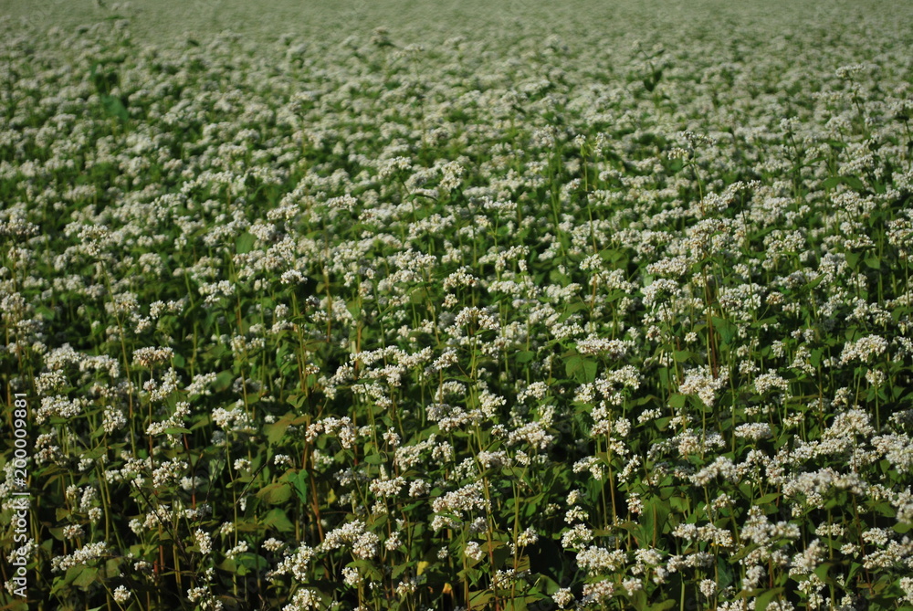 flores flores