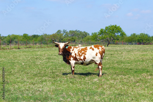 Cow on Ranch Refugio Texas