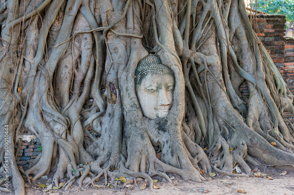 Head of the Buddha engangled in tree roots