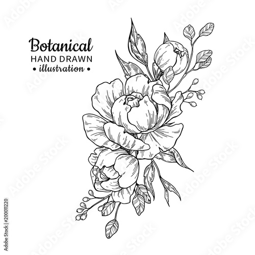 Vintage flower bouquet. Vector drawing. Peony, rose, leaves and 