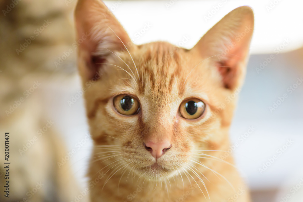 Close up of ginger cat face, cute pets at home Close up of ginger cat face, cute pets at home