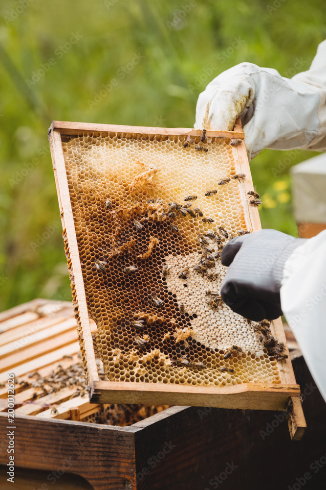 Beekeepers holding and examining beehive Beekeepers holding and examining beehive