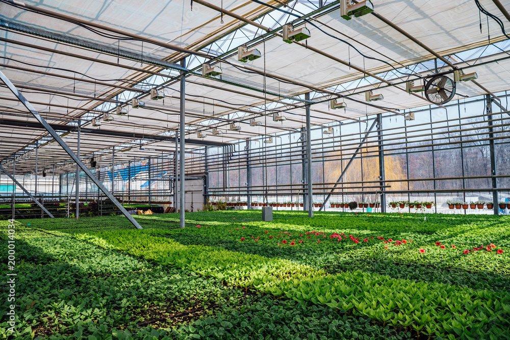 Modern hydroponic greenhouse with climate control system for cultivation of flowers and ornamental plants for gardening Modern hydroponic greenhouse with climate control system for cultivation of flowers and ornamental plants for gardening