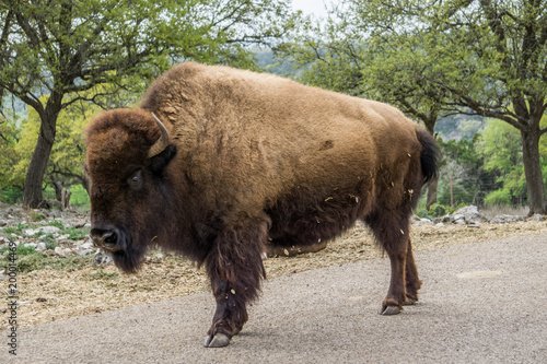bison in road