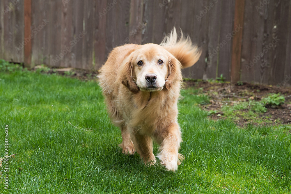 Golden Retriever Dog running in grass with his tail wagging Golden Retriever Dog running in grass with his tail wagging