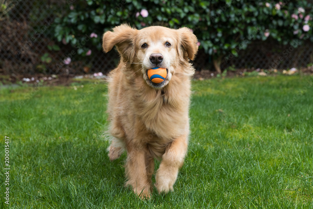 Golden retriever playing deals fetch