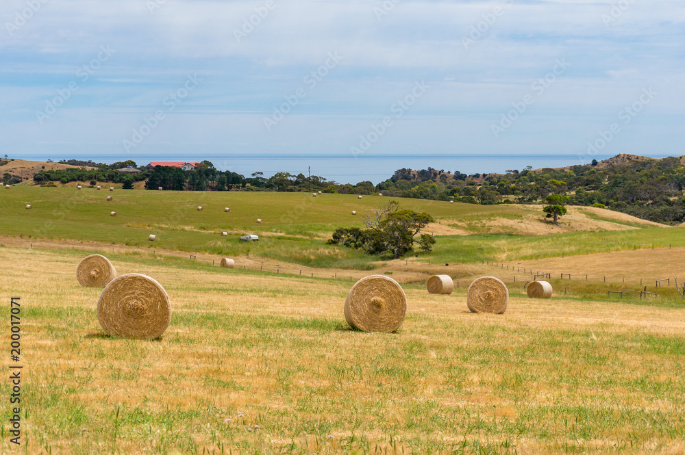 Round straw bales on a field