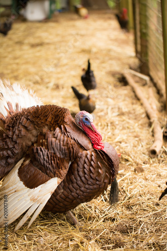 Up Close Turkey