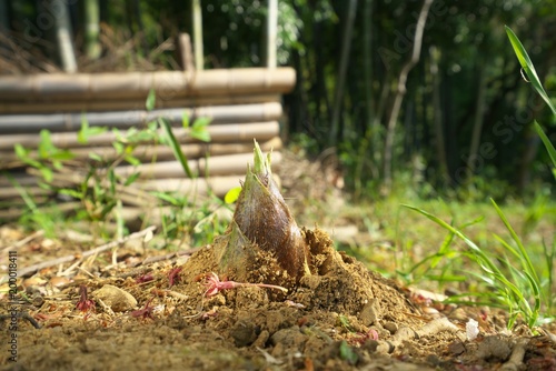 Tokyo,Japan-April 10, 2018: Bamboo shoot or bamboo sprout just appeared above the soil in spring. 