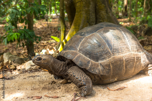 Giant turtles in Seychelles. Animals.