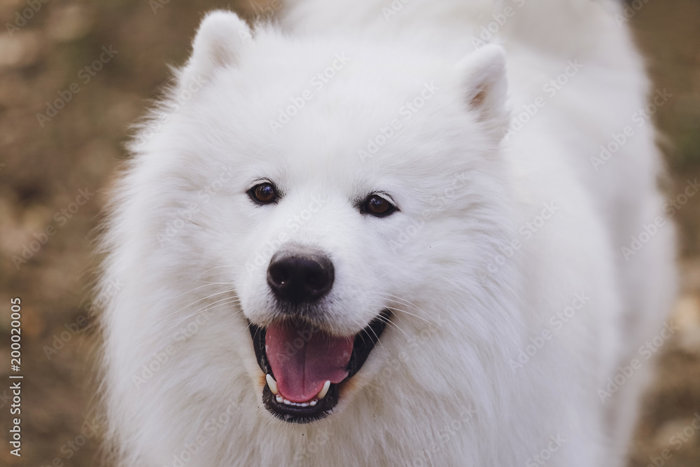 Obraz premium Beautiful dog Samoyed in the park, in the forest