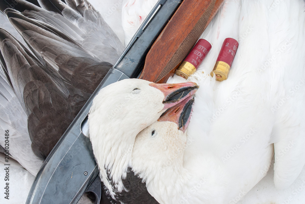 Fotografie Snow and blue goose with gun and shells