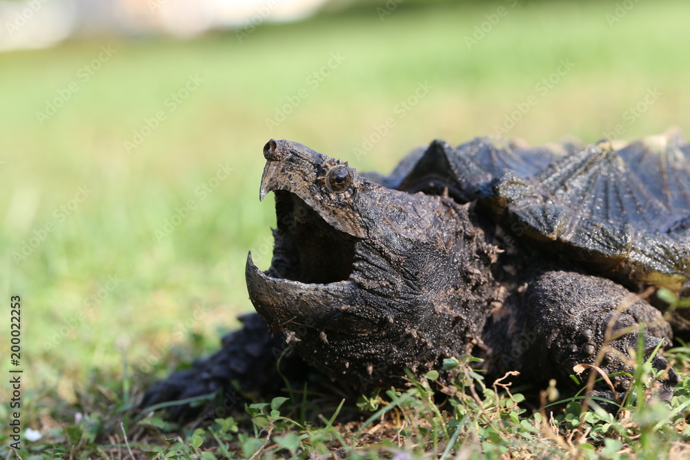 Alligator snapping turtle on the grasses Alligator snapping turtle on the grasses