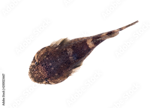 Fish Goby (Gobiidae).View from above. Isolated on white background