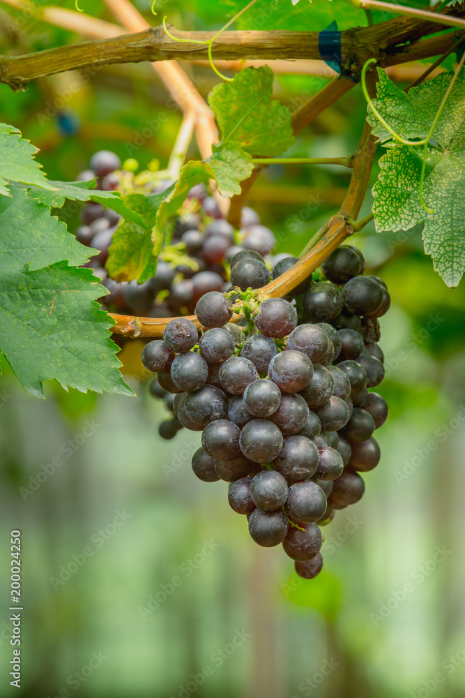 Bunch of ripe grapes (BLACKOPOR) on a vine in agricultural garden.