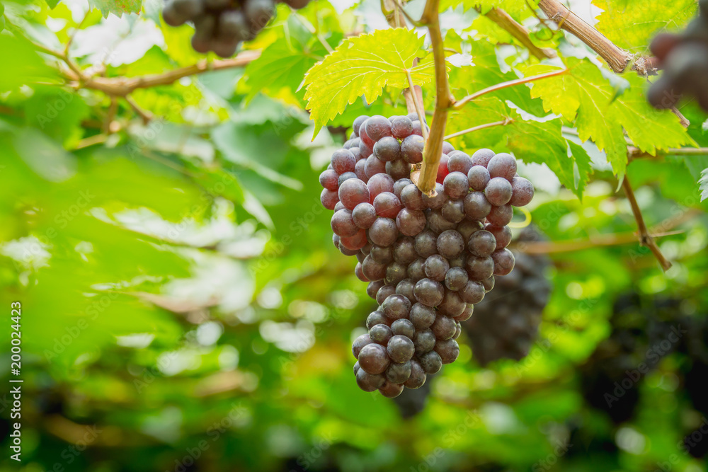 Bunch of ripe grapes (BLACKOPOR) on a vine in agricultural garden. Bunch of ripe grapes (BLACKOPOR) on a vine in agricultural garden.