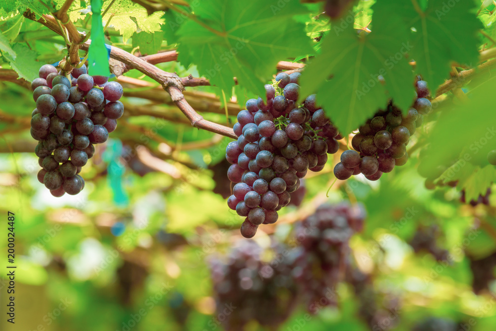 Bunch of ripe grapes (BLACKOPOR) on a vine in agricultural garden.