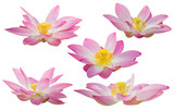 collection of pink lotus flower blossoms isolated on white background