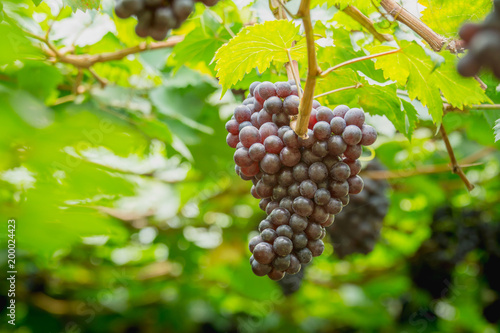 Bunch of ripe grapes (BLACKOPOR) on a vine in agricultural garden.