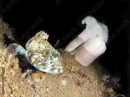 Lingcod and anemone photo