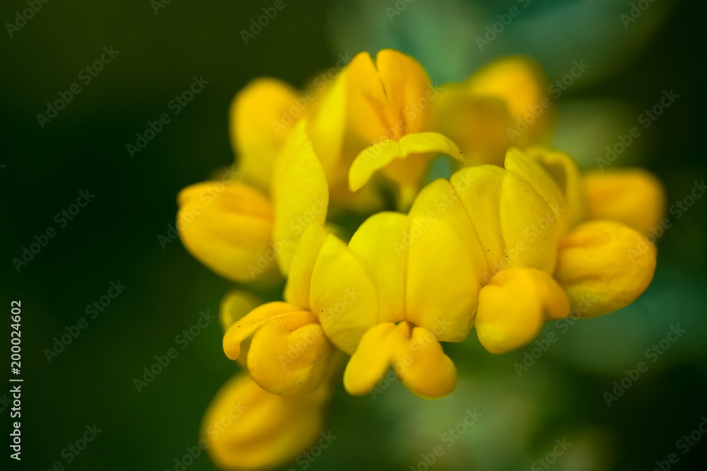 菜の花最盛期 菜の花最盛期