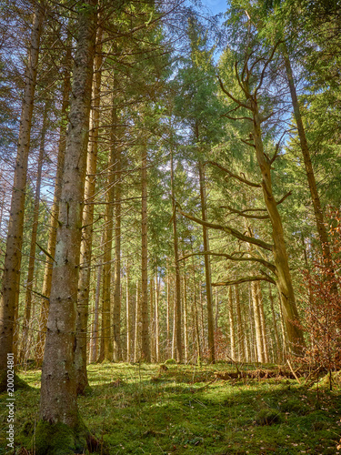 Abendspaziergang im Wald