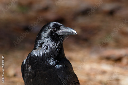 Raven in Yosemite Valley