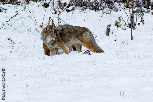 Coyote hunting in the snow in Yosemite Valley