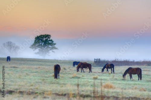 HORSES grazing in a field  © wolfavni