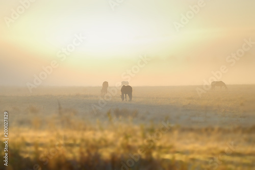 HORSES grazing in mist  dawn  Umzimkulu Valley  Underberg  South Africa 