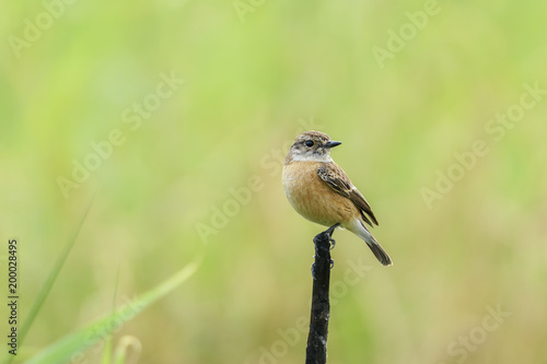 Cute little female Siberian stonechat or Asian stonechat perching on tree branch , Thailand © PK4289