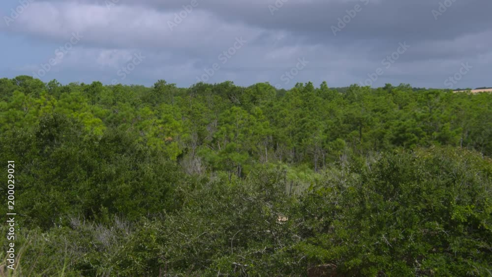 a maritime forest in eastern north carolina a maritime forest in eastern north carolina