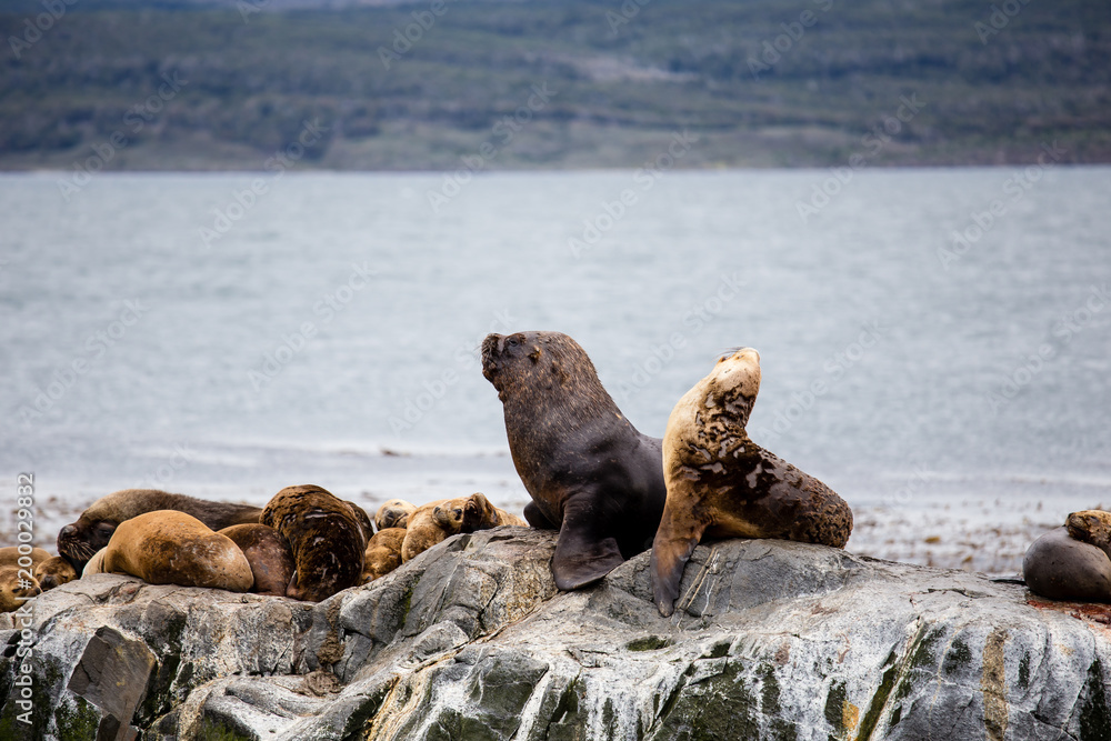 Fototapeta premium Cormorant colony on an island at Ushuaia in the Beagle Channel Beagle Strait, Tierra Del Fuego, Argentina