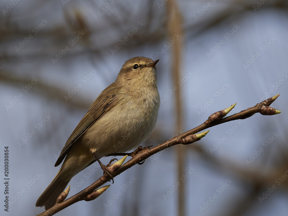 Obraz premium Common chiffchaff (Phylloscopus collybita)