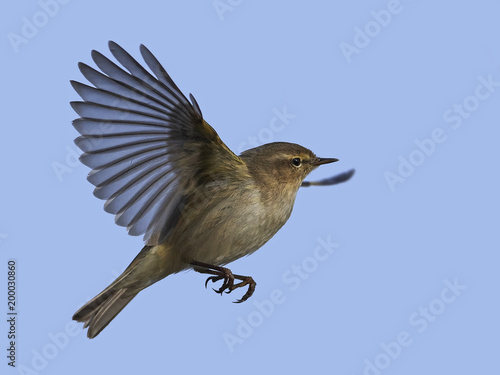 Common chiffchaff (Phylloscopus collybita) photo