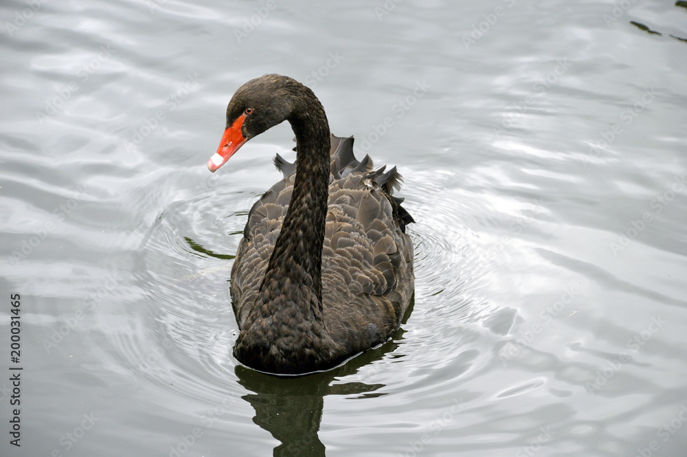 Fototapeta premium Very beautiful bird - a black swan. he seems to be posing for us. photo taken at the zoo. Russia. Krasnoyarsk