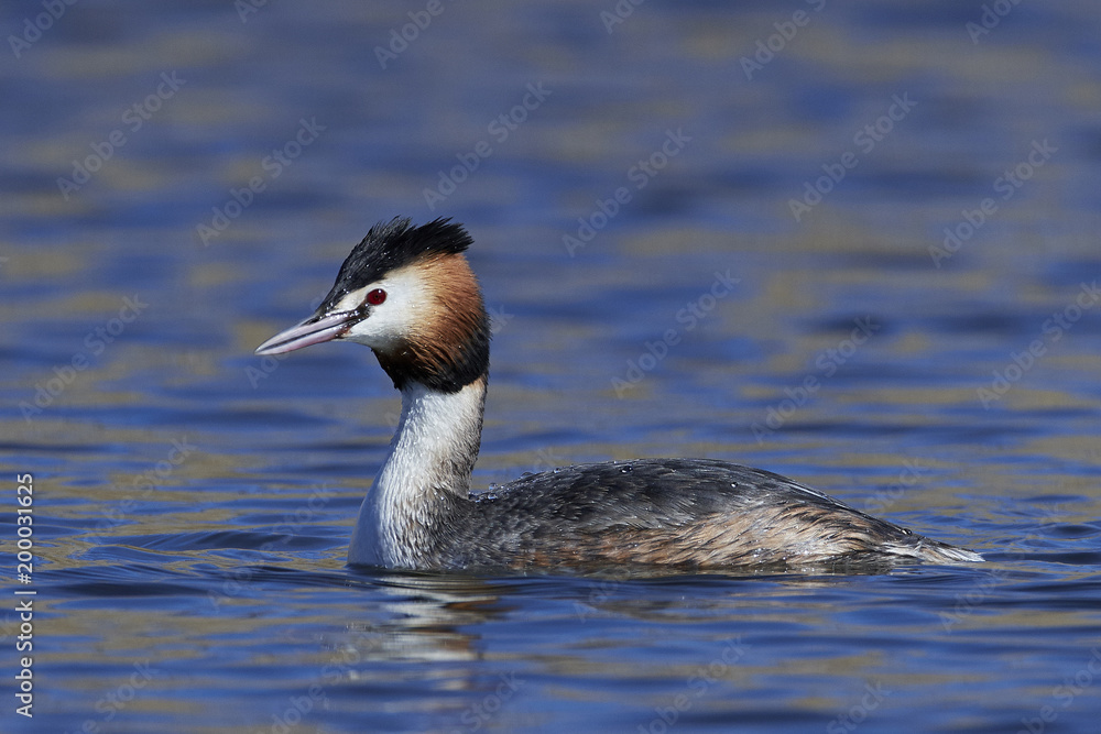 Great crested grebe (Podiceps cristatus) Great crested grebe (Podiceps cristatus)