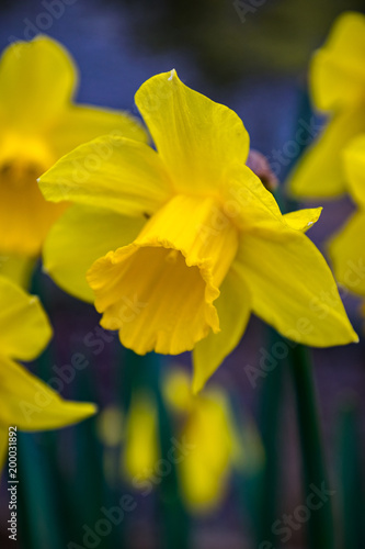 Yellow narcissus (Narcissus poeticus)