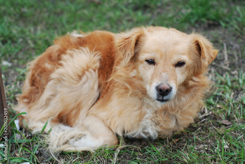 Abandoned Homeless Orange Dog Puppy Sad Lonely lying down over Green Grass © Inga