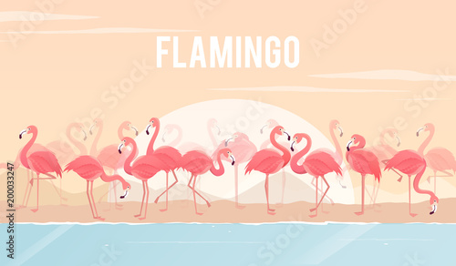Set of flamingos on background. illustration.