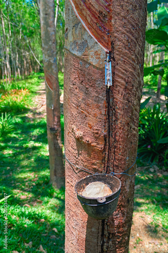 Concept of collecting latex from hevea tree. Cup for collecting latex is fixed on the trunk. In the bowl collected latex. 