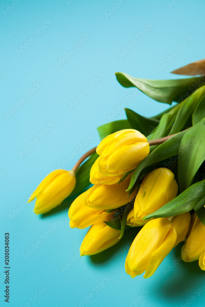 Yellow tulips on blue background Yellow tulips on blue background