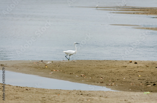 White heron on the bank of the Danube River 