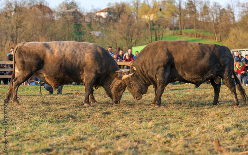 Banovici,TK,Bosnia and Herzegovina,April 08,2018:bull fighting in the arena photo