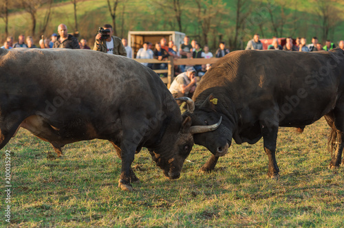 Banovici,TK,Bosnia and Herzegovina,April 08,2018:bull fighting in the arena photo