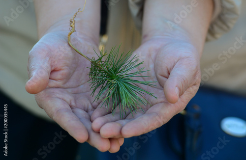 Hands holding a new pine tree photo