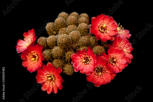 A gorgeous red blooming cactus on a black background. A beautiful plant from South America with wide open orange flowers. Summer picture of attractive exotic plant photo