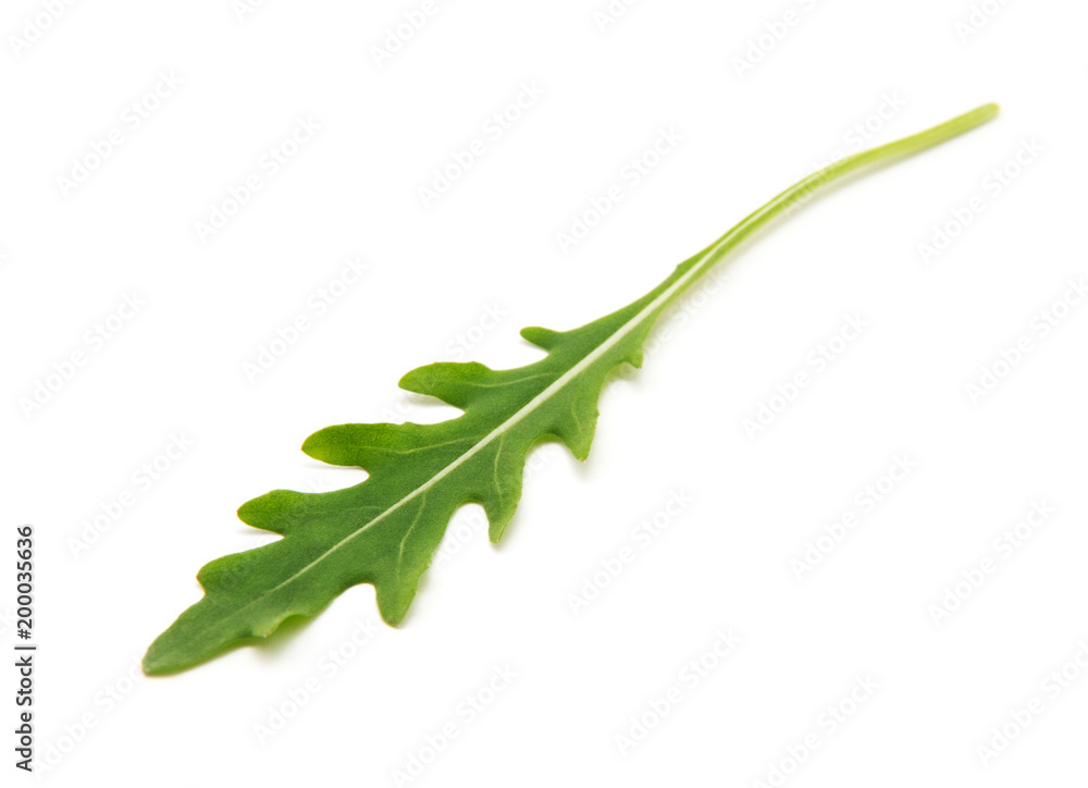 Green arugula leaf isolated on white Green arugula leaf isolated on white