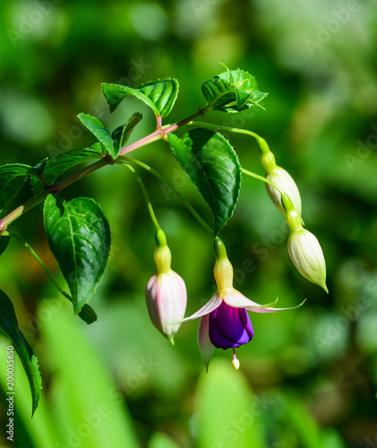 Pink and purple Fuchsia flowers photo