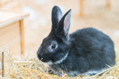 Rabbit sitting in the paddock
